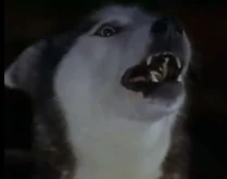 Now Laurel is a dog!