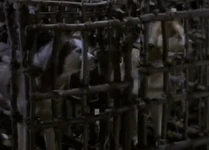 Tannis, Vicki and Laurel were all turned into dogs!