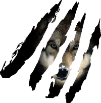 Test loup 2.png