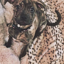 Category Ariana s dogs Ariana Grande Wiki Fandom