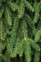 Shutterstock 38921422.jpg (6.32 MB) Full Unedited Background