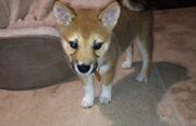 Fawkes is a diva.jpg