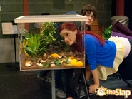 VictoriousCat129.jpg (109 KB)