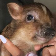 PiggyViaIG.jpg