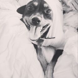 Ariana grande 2024 dog name