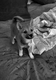 First picture of Fawkes