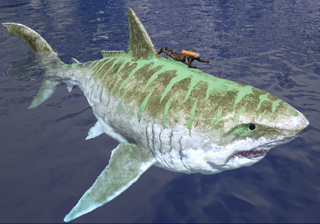 800px-Sharky Size.png