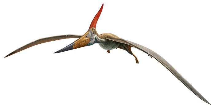 Ark Survival Evolved Pteranodon - M.RArts - Drawings