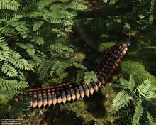 Arthropleura-4.jpg