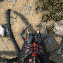Araneomorphus Ark Survival Evolved Wiki Fandom This is my video on how to tame the araneo in ark survival evolved, or spider if you want to call it at that. araneomorphus ark survival evolved