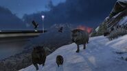 Direwolf Ingame09