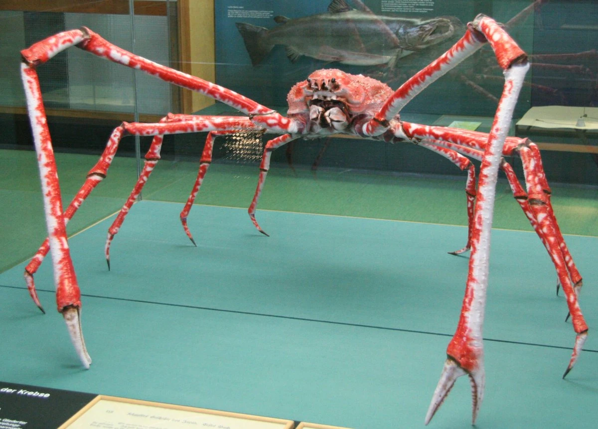 Japanese Spider Crab | ARK: Survival Evolved Wiki | Fandom