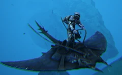 Un joueur chevauchant un Manta