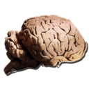 Cerebro de Allosaurio | Ark:Survival Evolved Wiki | Fandom