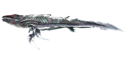 Astrocetus PaintRegion1.png