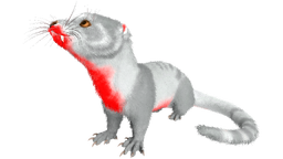 X-Otter PaintRegion4.png