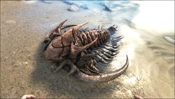 三葉虫 公式ark Survival Evolvedウィキ 三葉虫 公式ark Survival Evolvedウィキ