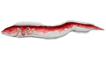 Electrophorus PaintRegion0