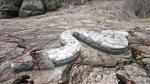 Titanoboa PaintRegion4