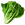 Lettuce (Primitive Plus)