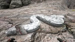 Titanoboa PaintRegion3