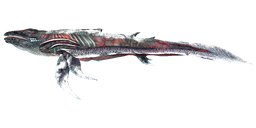Astrocetus PaintRegion4.png