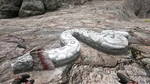 Titanoboa PaintRegion2