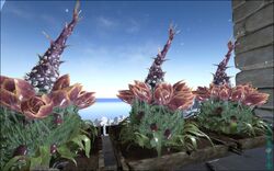 Plant Species X Official Ark Survival Evolved Wiki Plant Species X Official Ark Survival Evolved Wiki