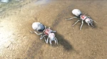 Titanomyrma PaintRegion5