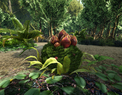 Plant Species X Seed Official Ark Survival Evolved Wiki Plant Species X Seed Official Ark Survival Evolved Wiki