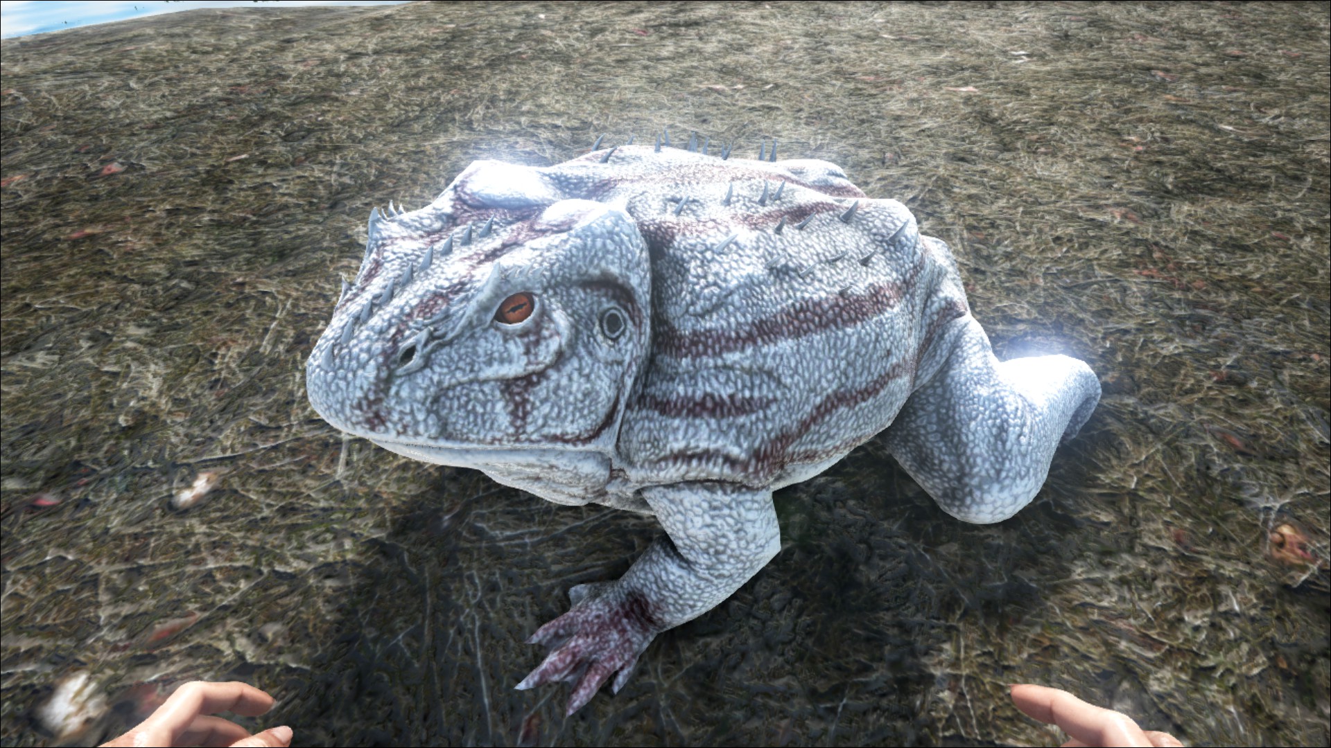 Beelzebufo - ARK: Survival Evolved Wiki