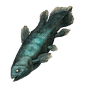 Coelacanth icon