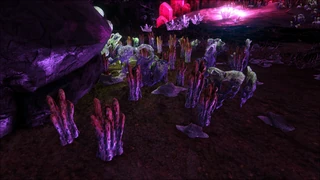 Champignon branchu toxique de la zone rouge, un peu caché en arrière-plan à gauche, avec un pied rouge.