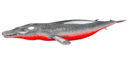 Basilosaurus PaintRegion5.jpg