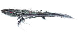 Astrocetus PaintRegion2.png