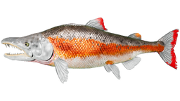 Sabertooth Salmon - ARK: Survival Evolved Wiki