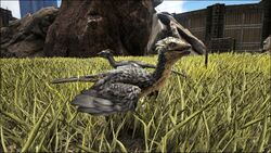 Archaeopteryx ARK Survival Evolved Wiki