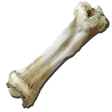 Dinosaur Bone