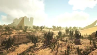 Biome Low Desert