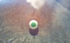 A fertilized frog egg in the water.