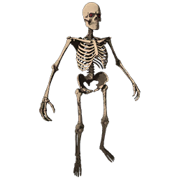 Skeleton Costume Skin - ARK: Survival Evolved Wiki