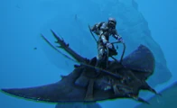 A Manta wearing the saddle