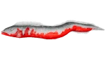 Electrophorus PaintRegion5
