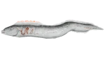 Electrophorus PaintRegion3