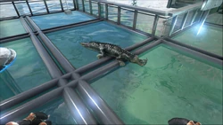 サルコスクス Ark Survival Evolvedウィキ