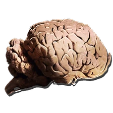 Allosaurus Brain