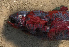 Coelacanth have teeth, but don't use them in self-defense