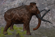 Mammoth Size