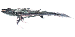 Astrocetus PaintRegion5.png