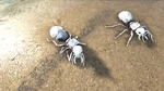 Titanomyrma PaintRegion2
